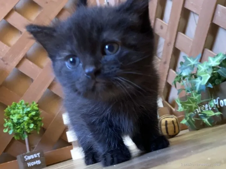 ID：2108-00318の子猫