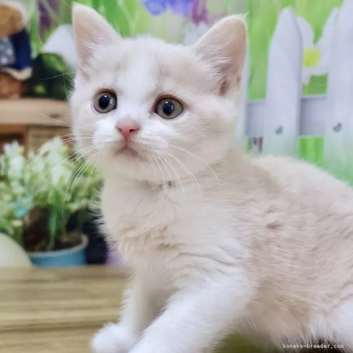 ID：2407-01396の子猫