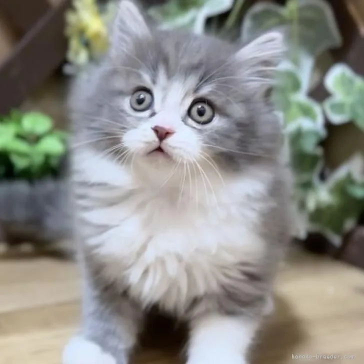ID:2301-00054の子猫