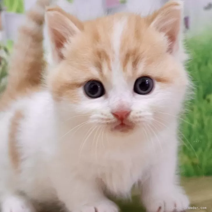 ID：2411-02783の子猫