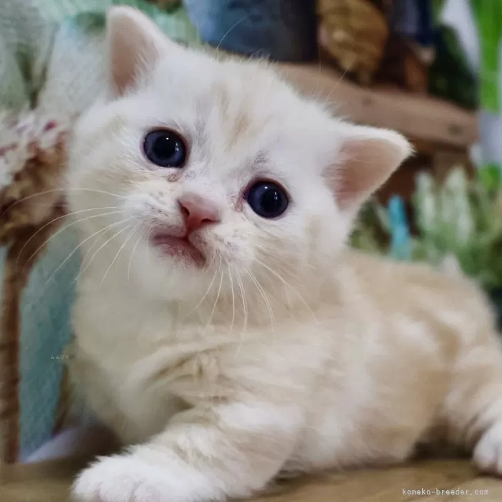 ID：2403-02628の子猫