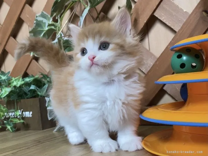 ID：2107-00639の子猫