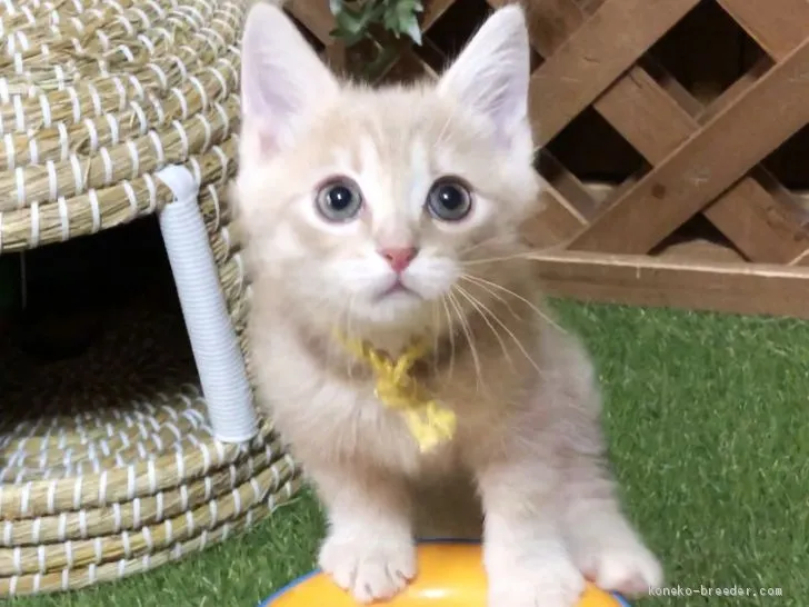 mochico 様のお迎えした子猫