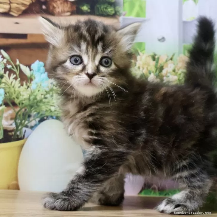 ID：2408-02898の子猫
