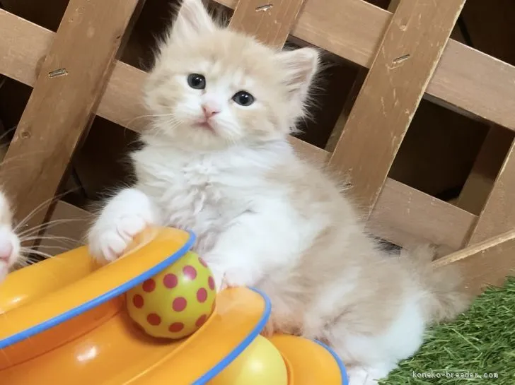 ID:2008-01697の子猫