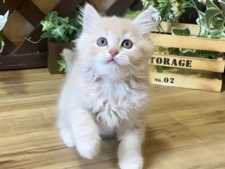 ID：2205-02067の子猫