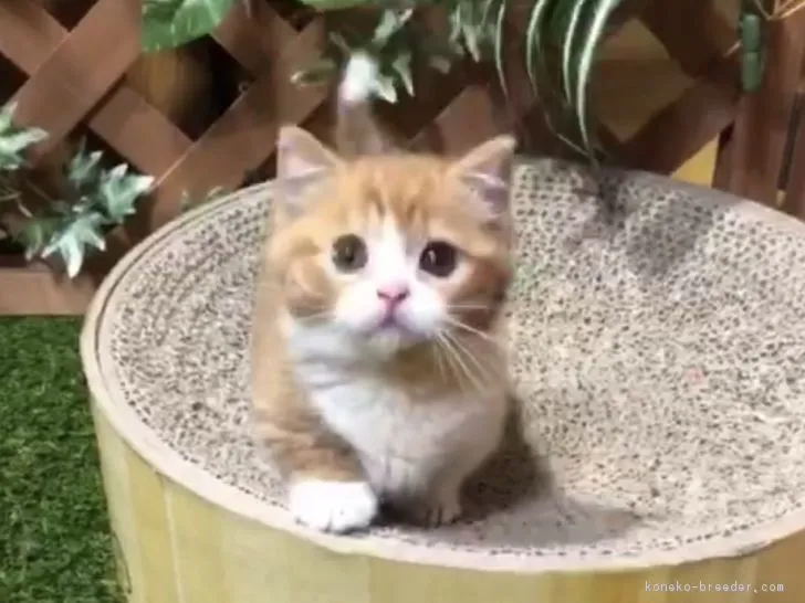 わだちゃん 様のお迎えした子猫