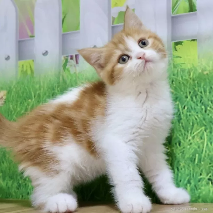 ID:2409-02724の子猫