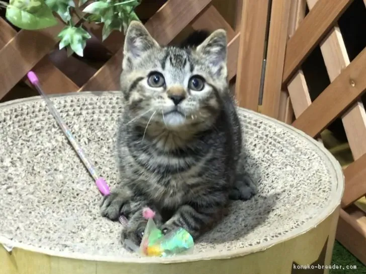 ID：1805-01969の子猫