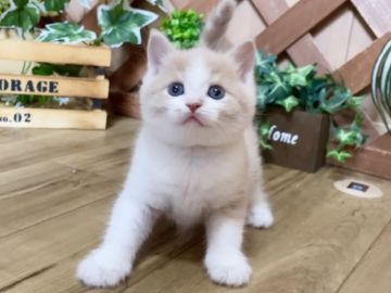 マンチカン(長足)【岐阜県・男の子・2021年8月22日・クリームタビー&ホワイト（ショート）】の写真「お顔まん丸💕長足ショートの男の子😻」