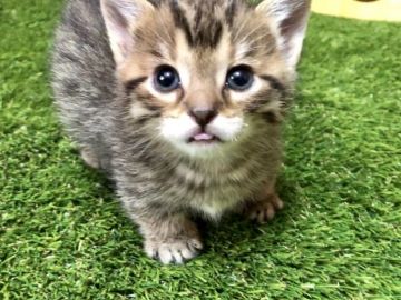 マンチカン(短足)【岐阜県・男の子・2018年7月4日・ブラウンタビー（ショートヘア）】の写真「短足ブラウンタビーの男の子です☆」