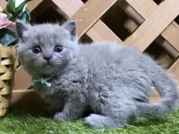 マンチカン(長足)【岐阜県・男の子・2020年7月5日・ブルー（ショート）】の写真「お顔まん丸💓長足ブルーの男の子です😻」