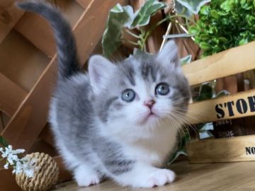 マンチカン(短足)【岐阜県・男の子・2021年3月4日・ブルータビー&ホワイト（ショート）】の写真「まん丸お目目😻短足ショートの男の子💕」