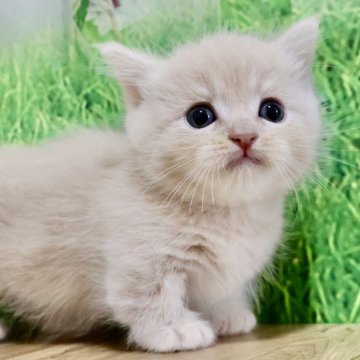ミヌエット【岐阜県・男の子・2024年9月6日・クリームタビー（ショートヘアー）】の写真「お顔まん丸🐱ふわふわショートの男の子💕」