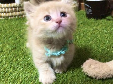 マンチカン(短足)【岐阜県・男の子・2019年8月16日・クリームタビー（ロングヘア）】の写真「フワッフワの毛並みでクリックリのお目目です💕」