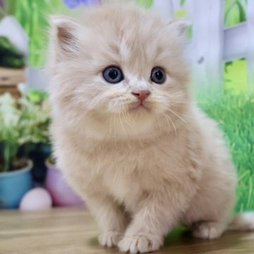 マンチカン【岐阜県・男の子・2024年11月3日・クリームタビー（ロング）】の写真「お目目くりくり💕ふわふわロングの長足くん😻」