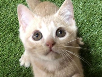 マンチカン(長足)【岐阜県・男の子・2018年4月1日・クリームタビー（ショート）】の写真「☆予防接種2回目もサービスします☆」