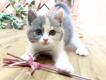 マンチカン(長足)【岐阜県・女の子・2021年5月28日・ダイリュートキャリコ（ショート）】の写真「7/17画像更新❣️お顔まん丸の女の子💕」