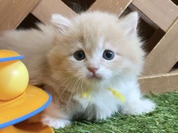 マンチカン(短足)【岐阜県・女の子・2020年7月20日・クリームタビー&ホワイト（セミロング）】の写真「お顔まん丸のタレ目ちゃん💓超短足の女の子です😻」