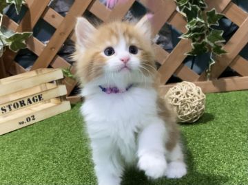 マンチカン(長足)【岐阜県・男の子・2020年12月14日・レッドタビー&ホワイト（ロングヘアー）】の写真「くりっくりお目目😻ラブリー過ぎる長足くん💕」