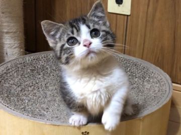 マンチカン(短足)【岐阜県・男の子・2018年4月2日・ブラウンパッチドタビー&ホワイト（ショート）】の写真「とっても可愛い短足くんです♡」