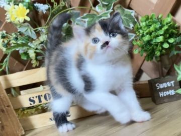 マンチカン(長足)【岐阜県・女の子・2021年8月22日・ブラウンパッチドタビー&ホワイト（ショート）】の写真「お目目クリクリ💕懐っこすぎる縞三毛ちゃん😻」