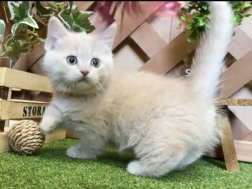 マンチカン(短足)【岐阜県・女の子・2021年1月24日・クリームタビー（ショート）】の写真「まん丸お顔💕短足の女の子😻」