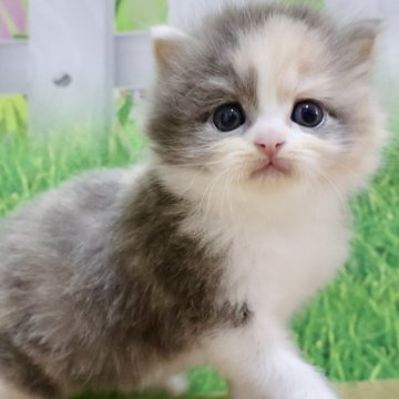マンチカン【岐阜県・女の子・2024年11月3日・ダイリュートキャリコ（ロング）】の写真「お顔まん丸🐱ふわふわロングの長足ちゃん💕」