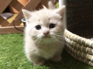 マンチカン(短足)【岐阜県・男の子・2019年3月12日・クリームタビー（ショート）】の写真「まん丸お顔、まん丸お目々の超短足くん💕」