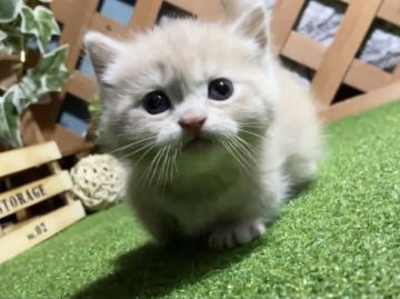 マンチカン(短足)【岐阜県・男の子・2020年12月23日・クリームタビー（ショート）】の写真「タレ目がラブリー😻短足ショートヘアの男の子」