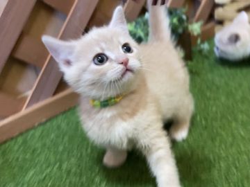 マンチカン(長足)【岐阜県・女の子・2021年1月24日・クリームタビー（ショート）】の写真「くりっくりお目目💕長足の女の子😻」