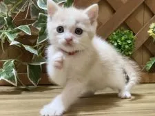 マンチカン(長足)【岐阜県・男の子・2022年1月31日・クリームタビー&ホワイト】の写真1