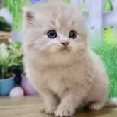 マンチカン(長足)【岐阜県・男の子・2024年11月3日・クリームタビー】の写真1「ふわっふわでとっても健康的にしています♡」