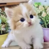 マンチカン(短足)【岐阜県・男の子・2024年10月25日・レッドタビー&ホワイト】の写真1「まん丸お目目でお鼻のカラーがとっても愛嬌たっぷりな子猫ちゃんです♡」