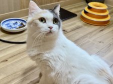 マンチカン【・女の子・2019年5月24日・ダイリュートキャリコ】
