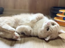 マンチカン【・男の子・2018年12月23日・クリームタビー&ホワイト】