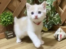 マンチカン(長足)【岐阜県・男の子・2022年1月31日・クリームタビー&ホワイト】の写真2