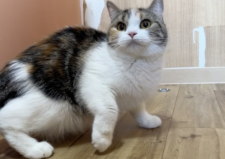 マンチカン【・女の子・2023年3月1日・ブラウンパッチドタビー&ホワイト】