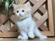 マンチカン(長足)【岐阜県・男の子・2021年6月2日・レッドタビー&ホワイト】の写真2