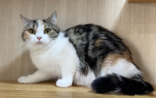 マンチカン【・女の子・2023年3月1日・ブラウンパッチドタビー&ホワイト】