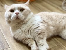 マンチカン【・男の子・2018年12月23日・クリームタビー&ホワイト】