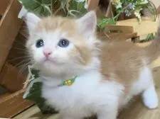 マンチカン(長足)【岐阜県・男の子・2021年6月2日・レッドタビー&ホワイト】の写真3