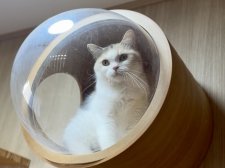 マンチカン【・女の子・2019年2月25日・ダイリュートキャリコ】