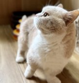 マンチカン【・男の子・2018年12月23日・クリームタビー&ホワイト】