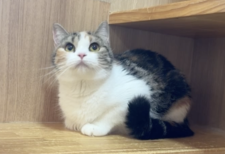 マンチカン【・女の子・2023年3月1日・ブラウンパッチドタビー&ホワイト】