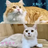 マンチカン(短足)【岐阜県・女の子・2024年10月13日・レッドタビー&ホワイト】の写真5