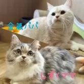 ミヌエット(長足)【岐阜県・男の子・2024年2月1日・レッドタビー&ホワイト】の写真5「パパ&ママの写真です」