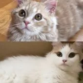 マンチカン(長足)【岐阜県・男の子・2021年6月2日・レッドタビー&ホワイト】の写真5「小太郎パパ&テンちゃんママ」