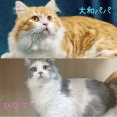 マンチカン(長足)【岐阜県・男の子・2024年10月17日・ブラック&ホワイト】の写真5