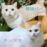 マンチカン(短足)【岐阜県・男の子・2024年5月6日・レッドタビー&ホワイト】の写真5